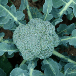 WellFed Recipe: Broccoli Soup