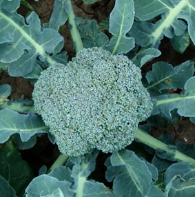 WellFed Recipe: Broccoli Soup
