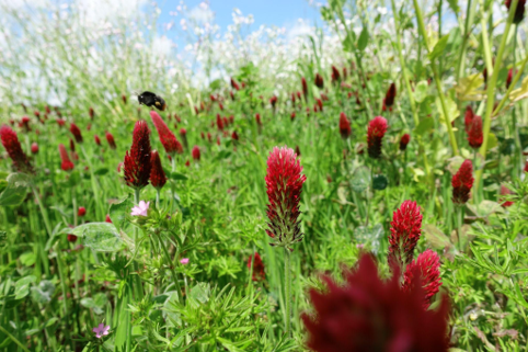 Crimson clover, a nitrogen fixing plant, flowering within a diverse green manure at Loveland. Feeding the soil and supporting biodiversity